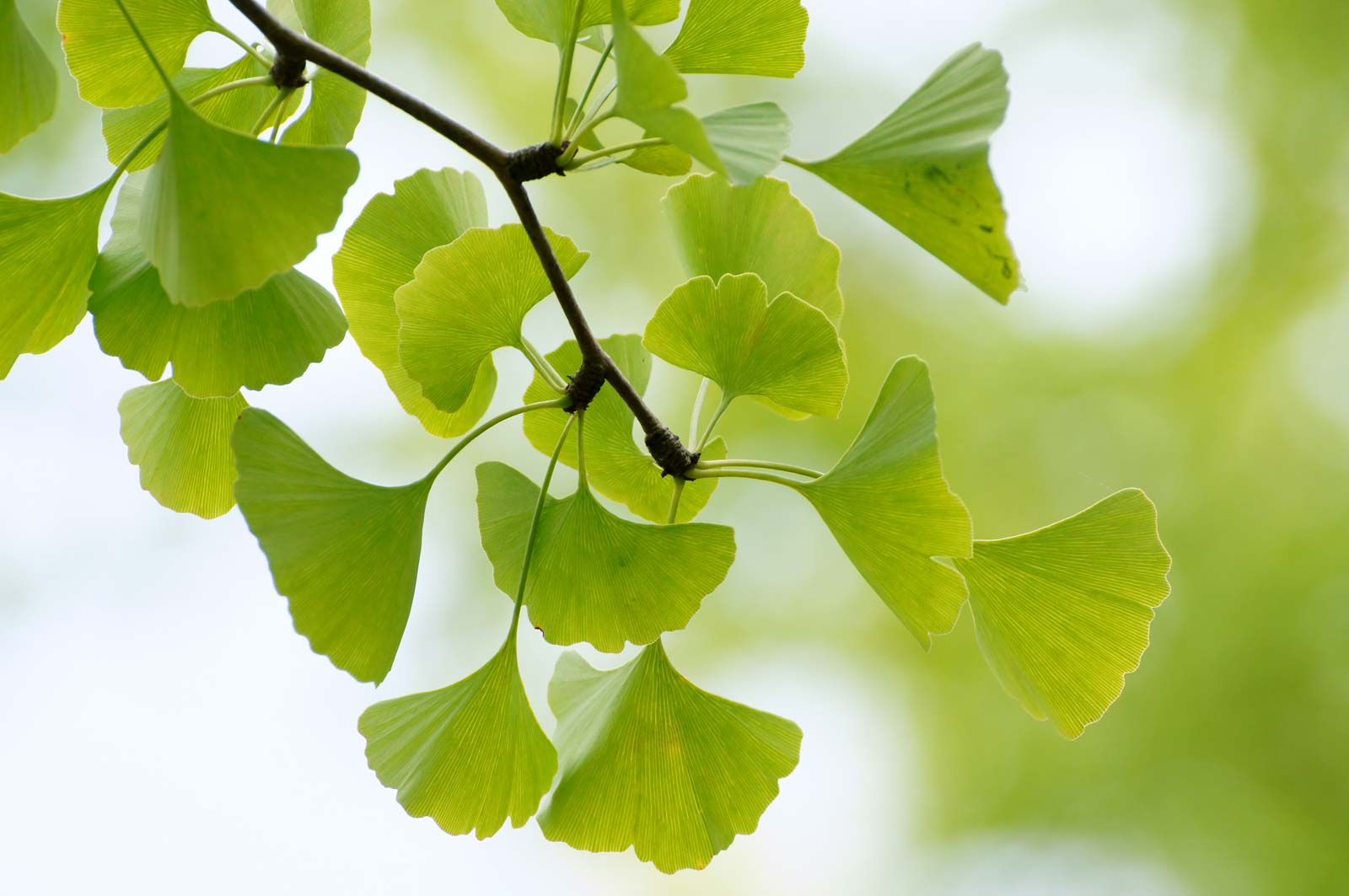 Ginkgo biloba leaves