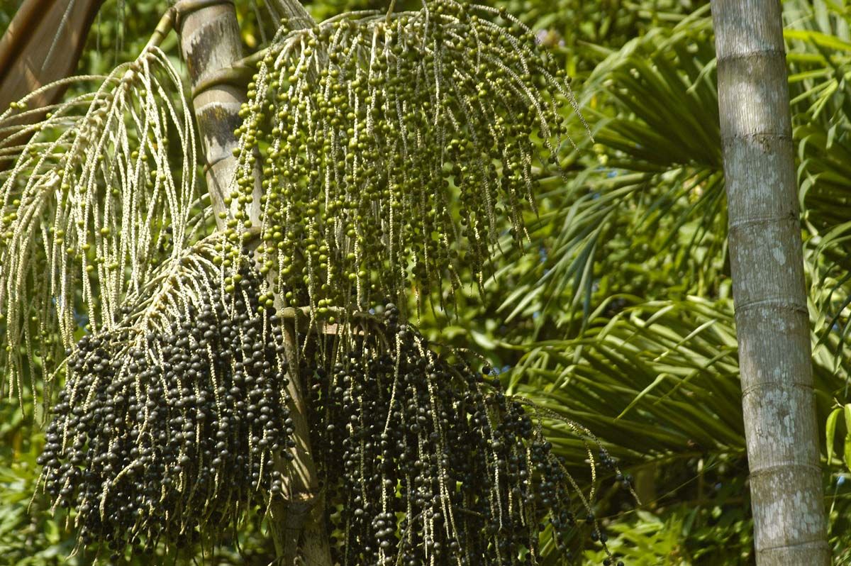 Palmeira de Açaí