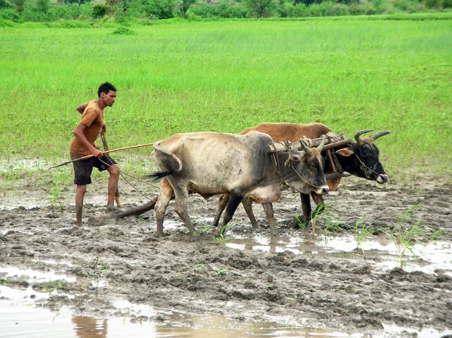 किसान खेत जोतते हुए