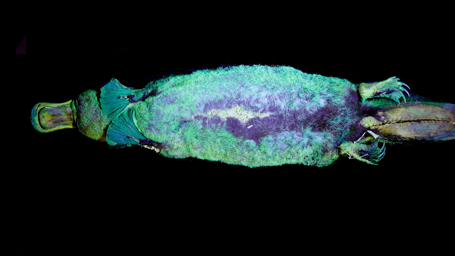 Ornitorinco emitindo luz verde-azulada fluorescente sob luz ultravioleta