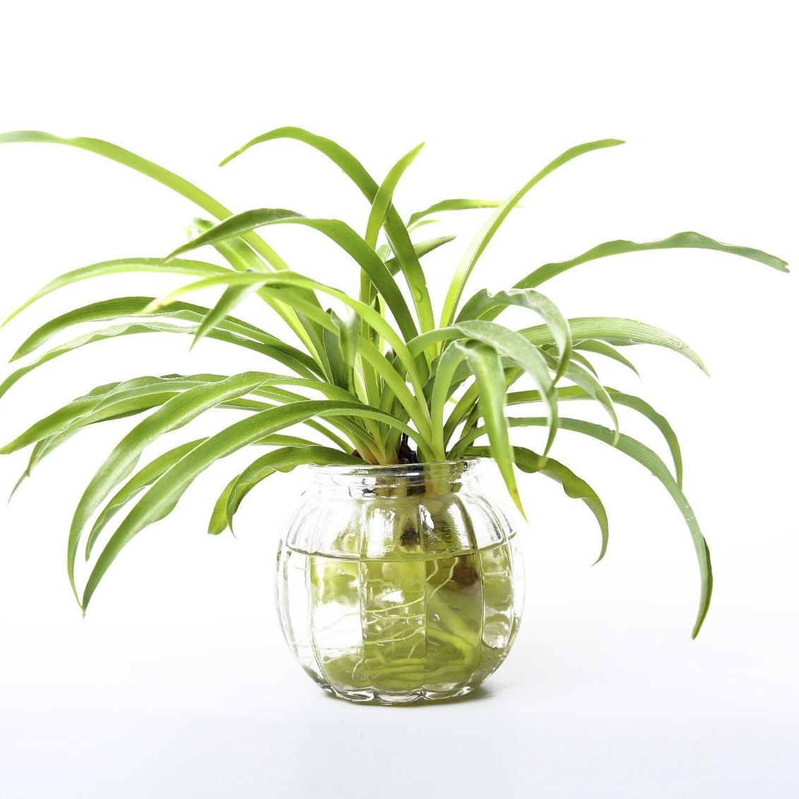 Growing A Spider Plant In Water - Leaving Rooted Spider Plants In Water | Gardening Know How