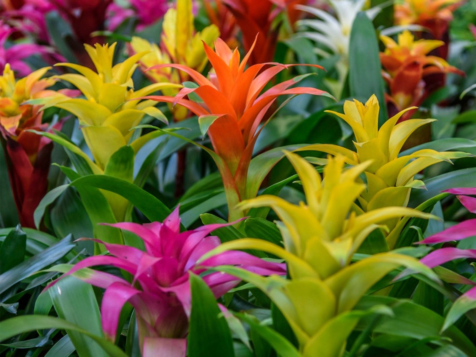 Guzmania Houseplant Care And Growing Guide | Gardening Know How