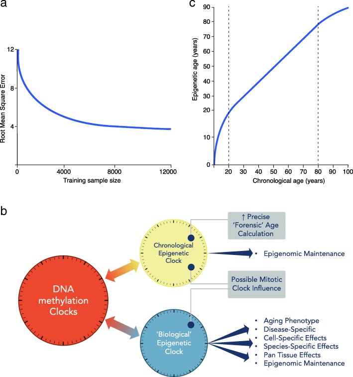 DNA methylation aging clocks: challenges and recommendations - PMC
