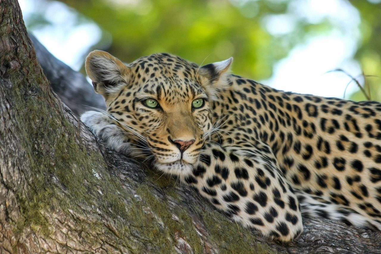 Leopard on Tree Branch