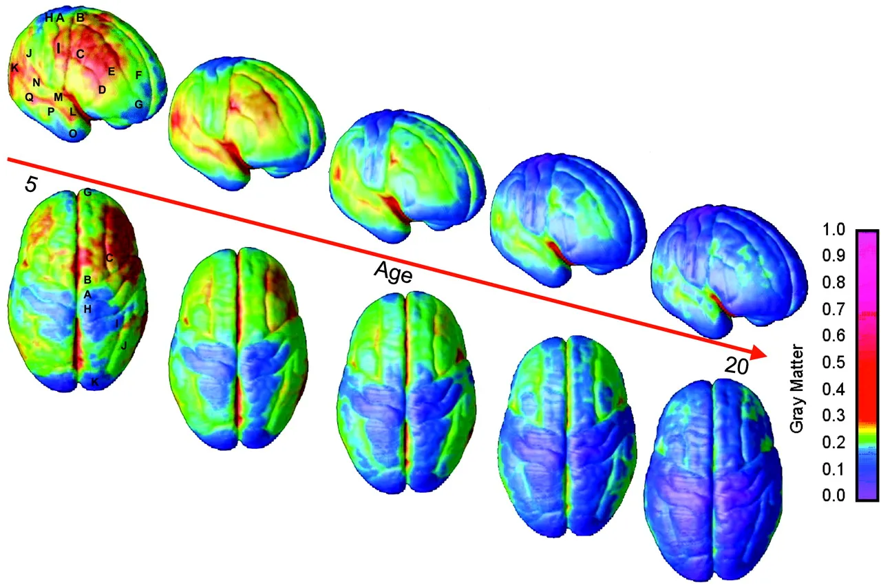Brain development stages during adolescence