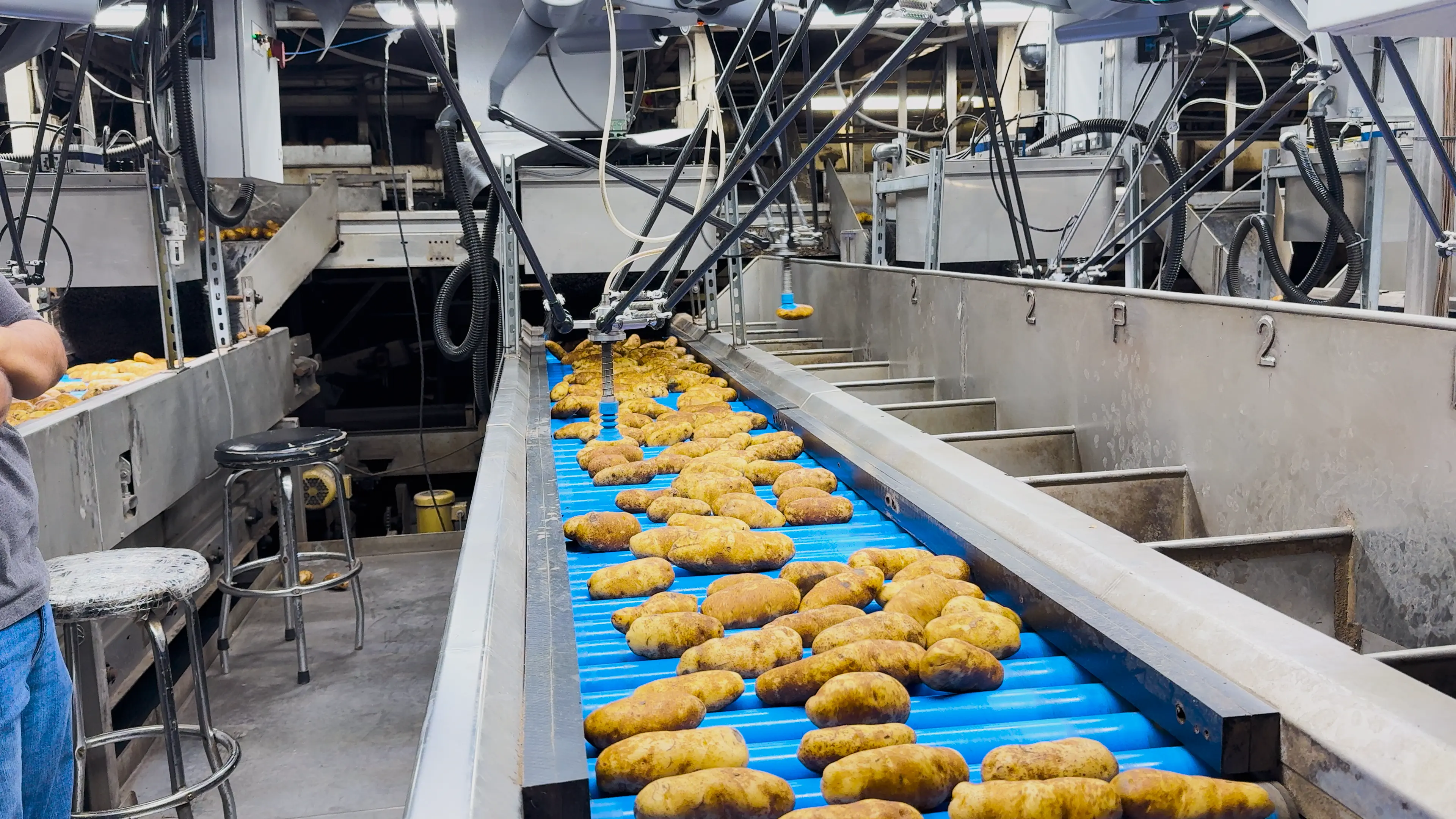 食品加工厂内的自动化食材分拣设备