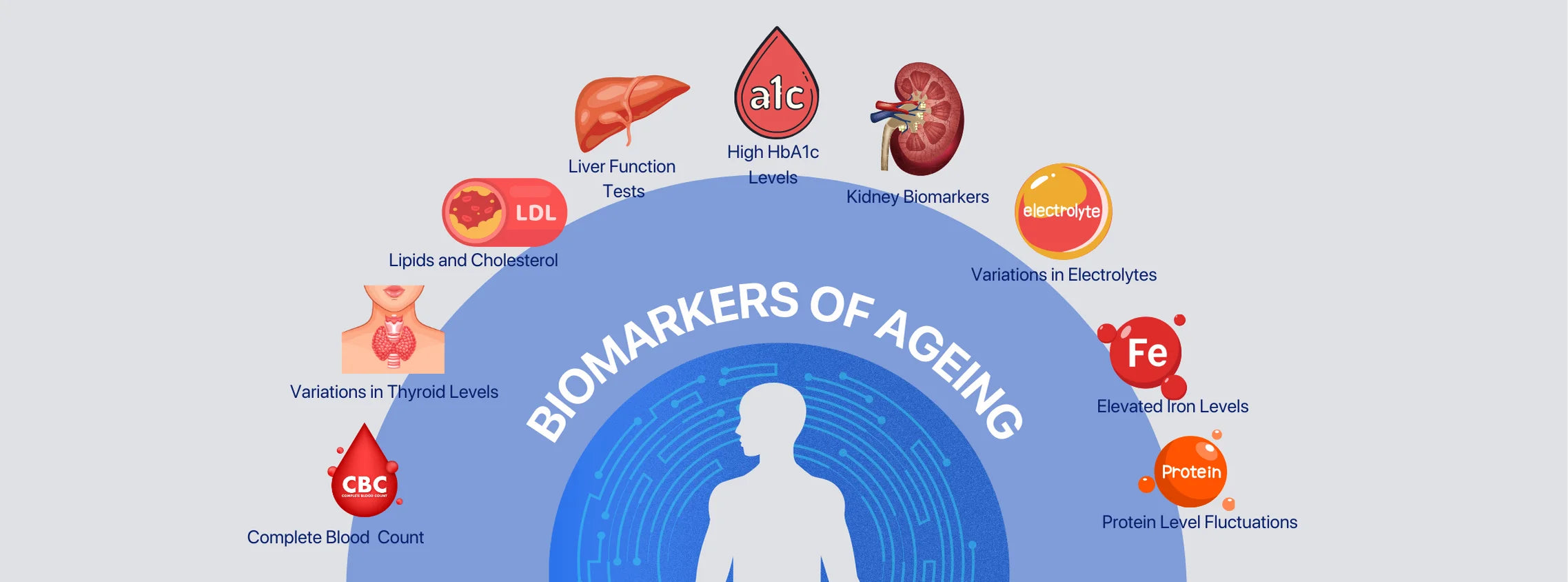 Discover Your True Biological Age with the Decode Age Blood Test