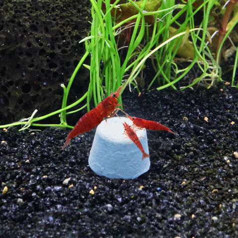 Aquarium Co-Op Shrimp Food Pellets