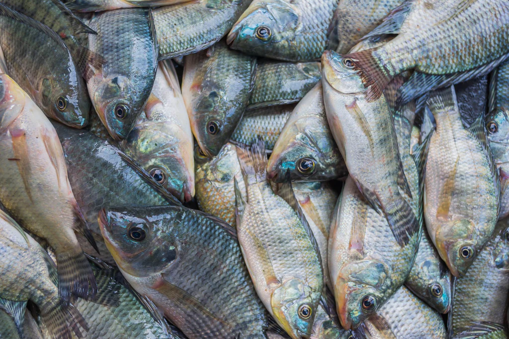 Scaled Fishes