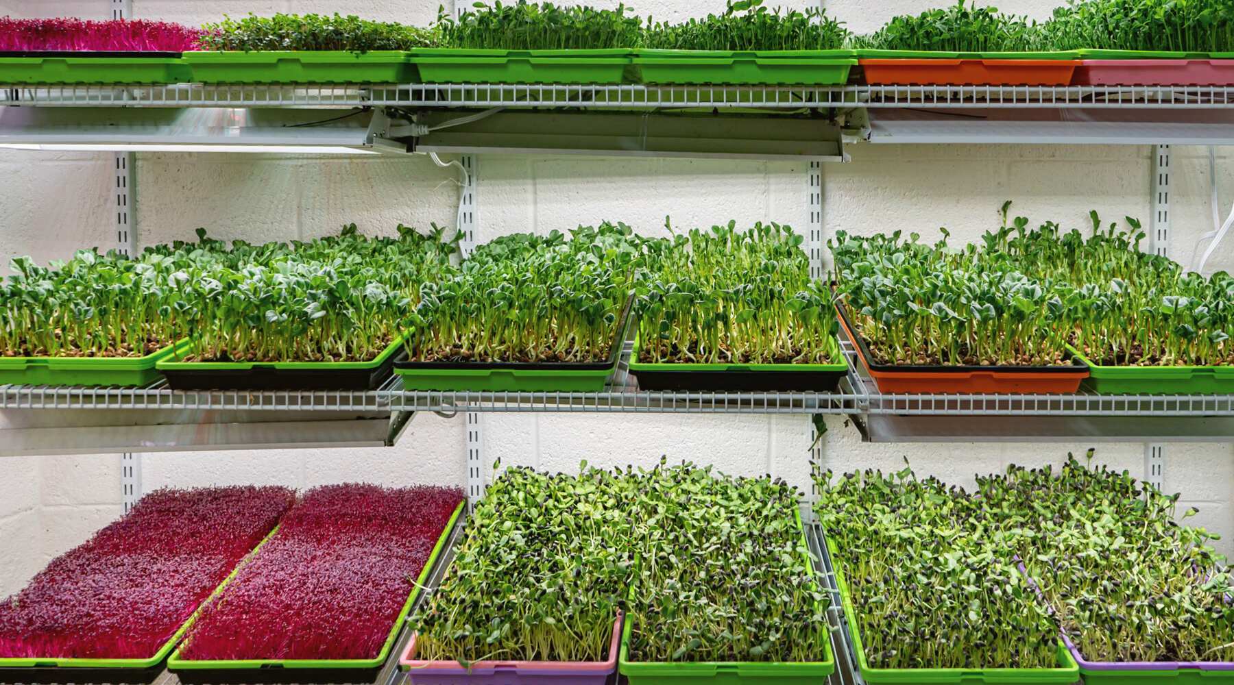 Fresh microgreens growing in trays