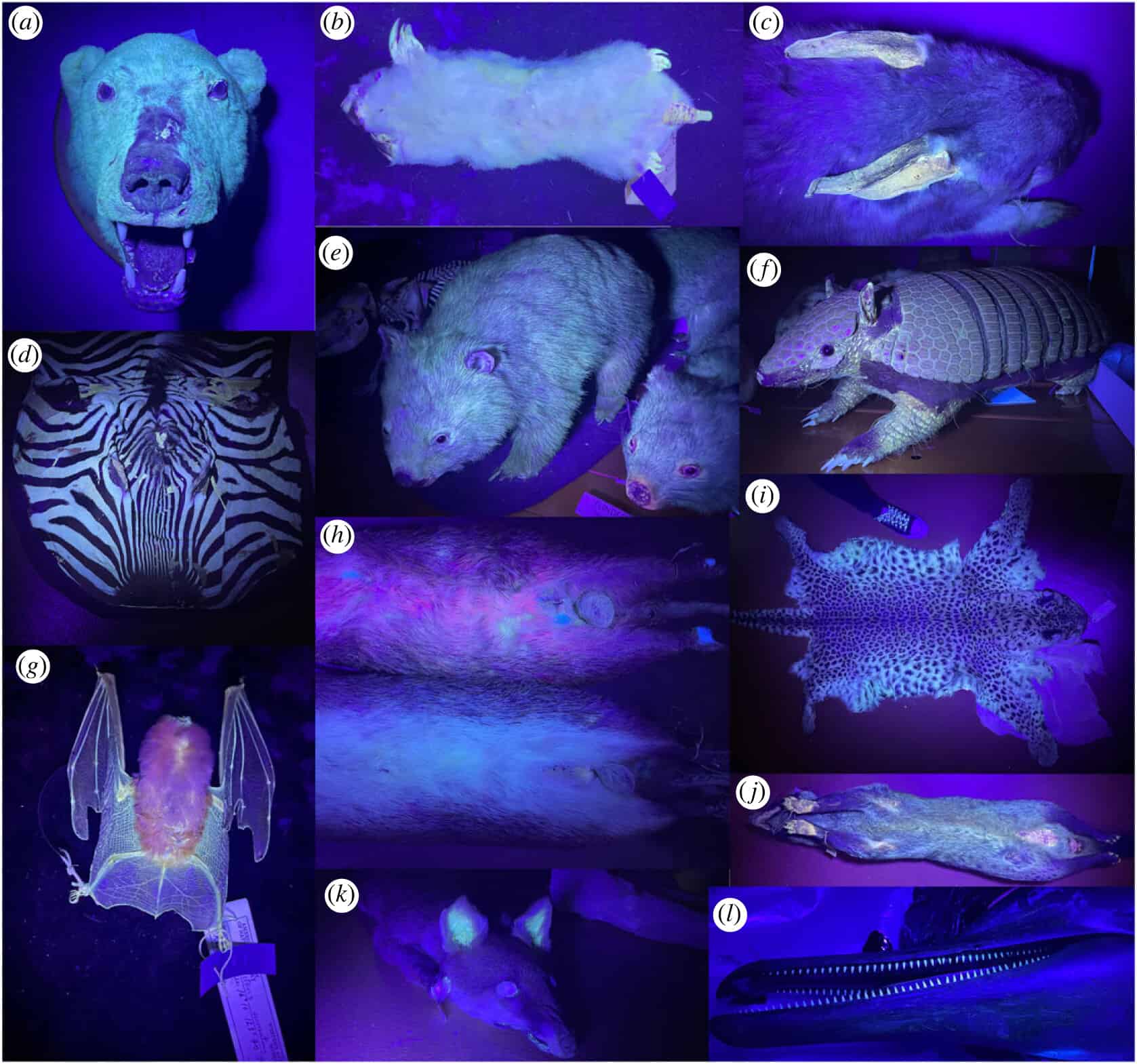 Diversos mamíferos fluorescentes sob luz ultravioleta incluindo ursos, zebras e gambás