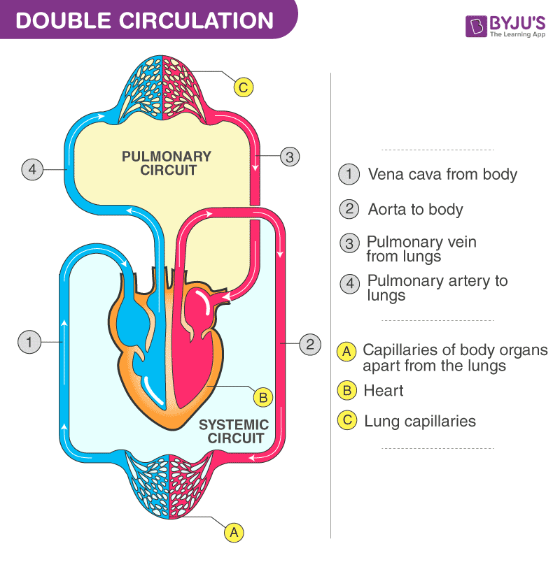 Double Circulation Diagram