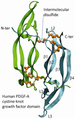 展示血小板和生长因子的医学示意图
