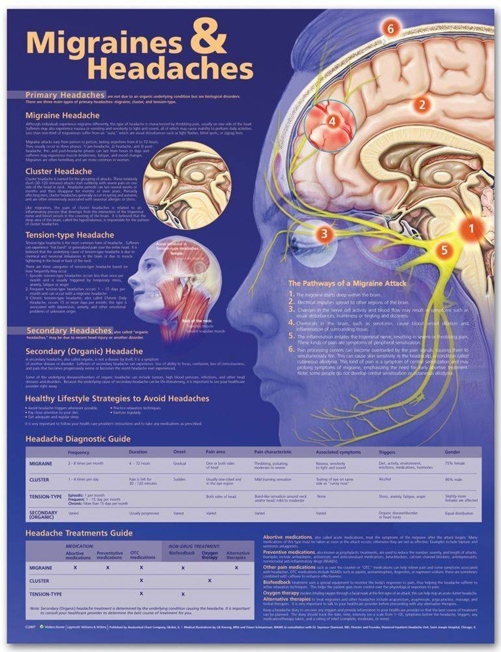 Brain anatomy showing migraine pain pathways