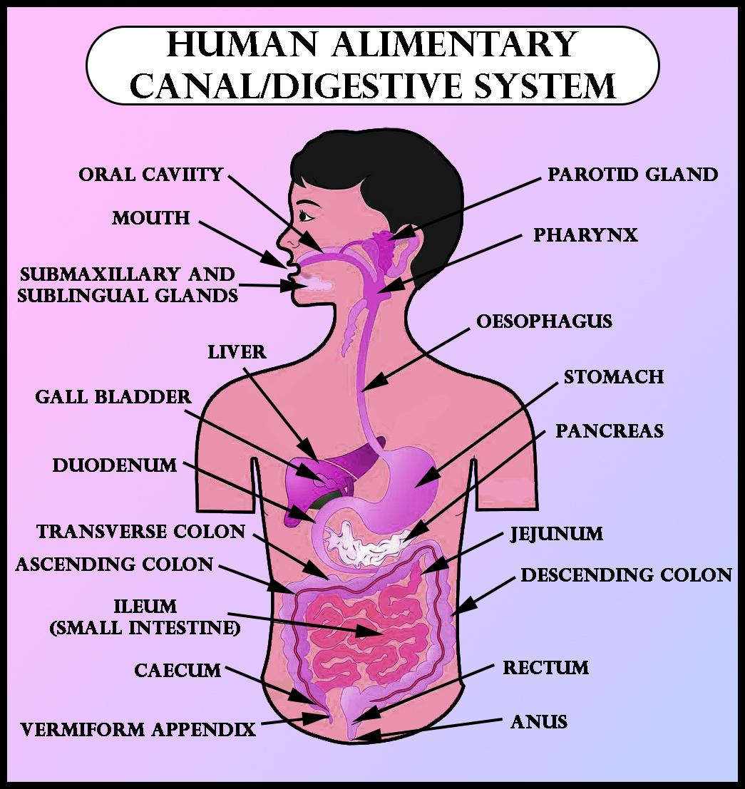 Human Digestive System Diagram