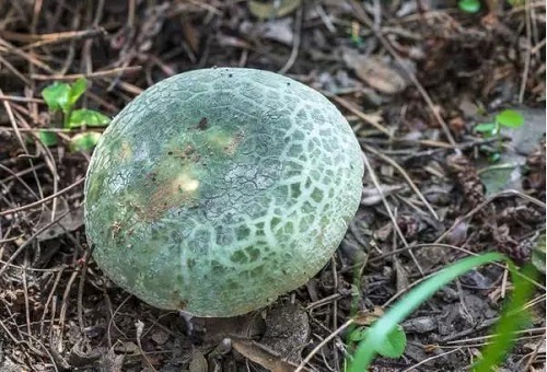云南最好吃的10种野生菌大盘点！