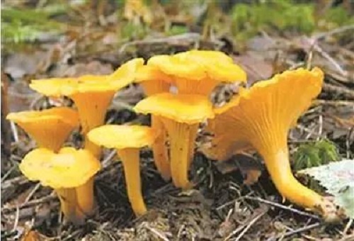 云南最好吃的10种野生菌大盘点！