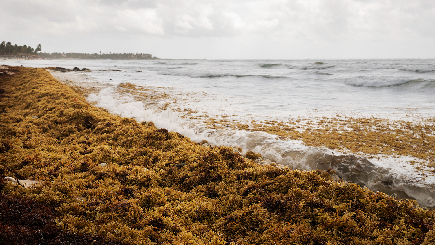 Sargassum seaweed decomposing on beach