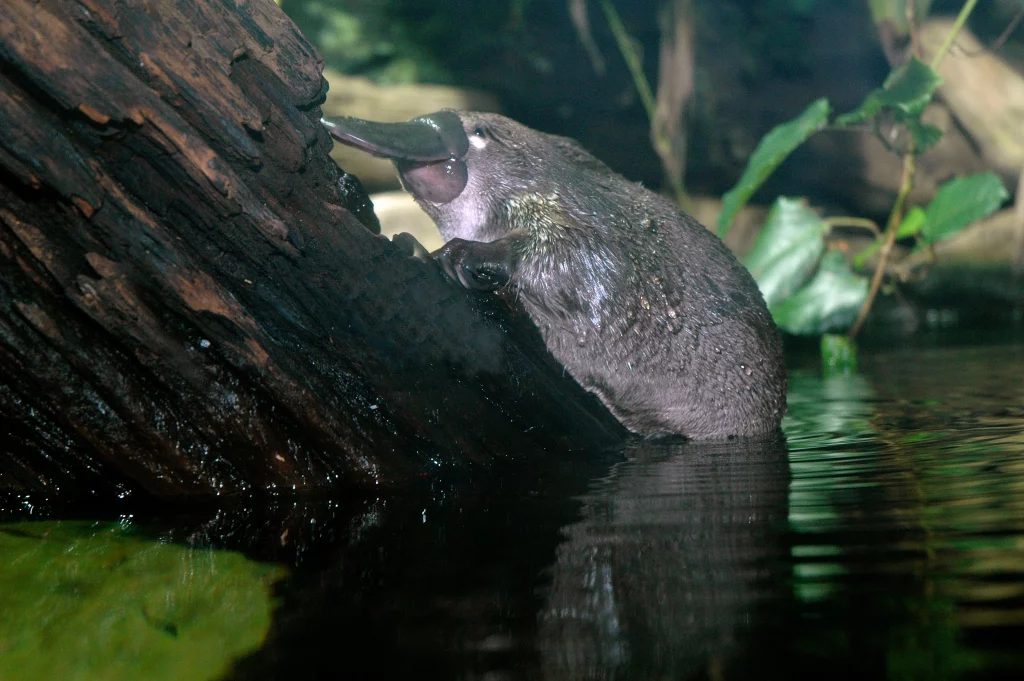Ornitorinco em seu habitat natural próximo a tronco de árvore na água