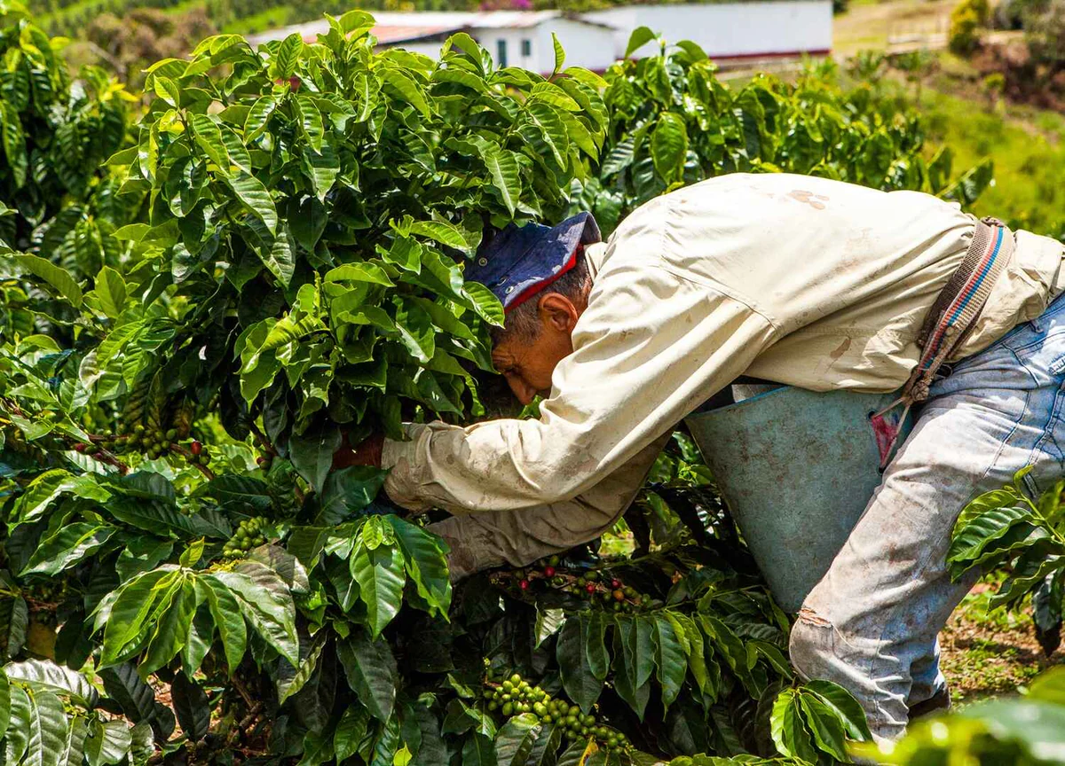 Colombian coffee farmer hand-picking ripe cherries in Huila
