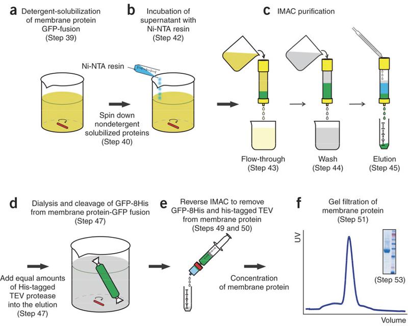Membrane protein affinity chromatography purification workflow from solubilization to gel filtration