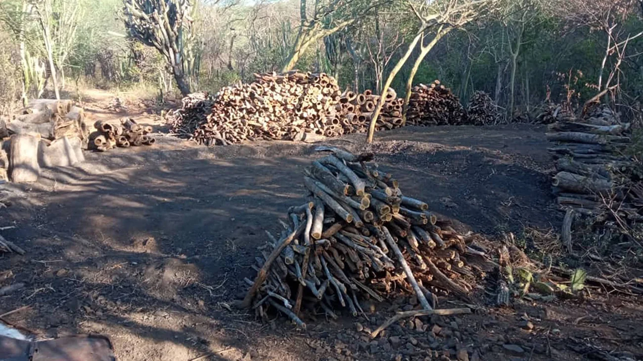 Leña en el bosque xerófilo