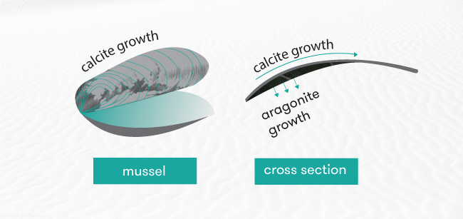 Diagram of shell formation process showing calcite and aragonite growth