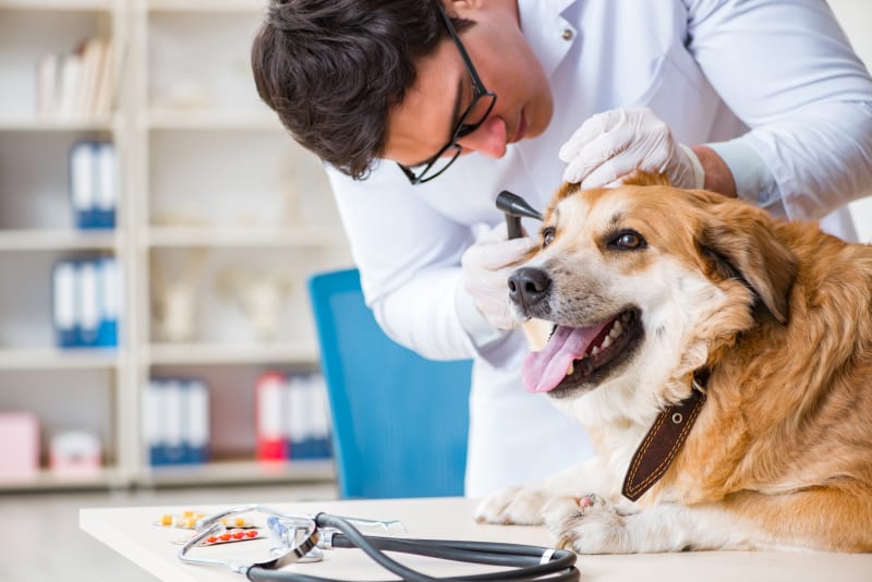 Importance Of Regular Checkups For Your Cat Or Dog? | Thornton Vets