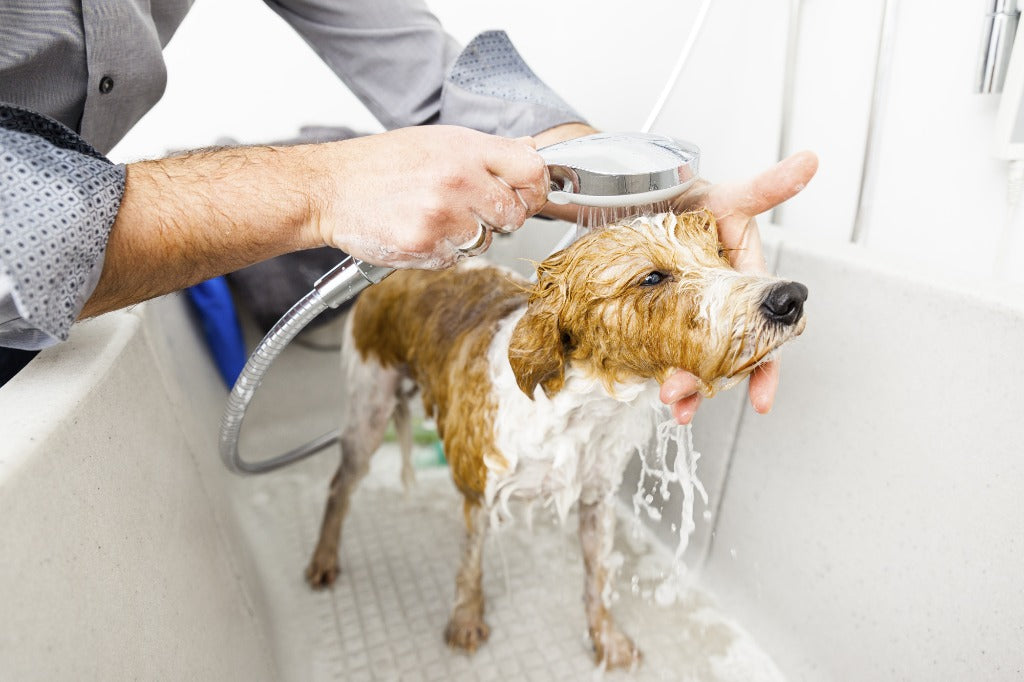 Dog bath grooming