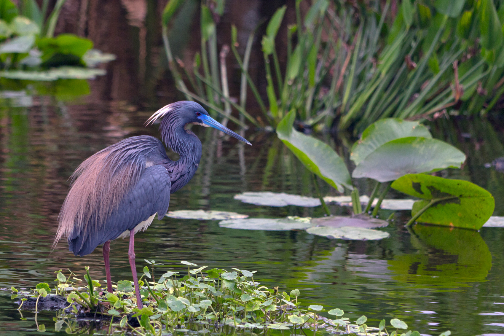 Heron bird in natural wetland habitat