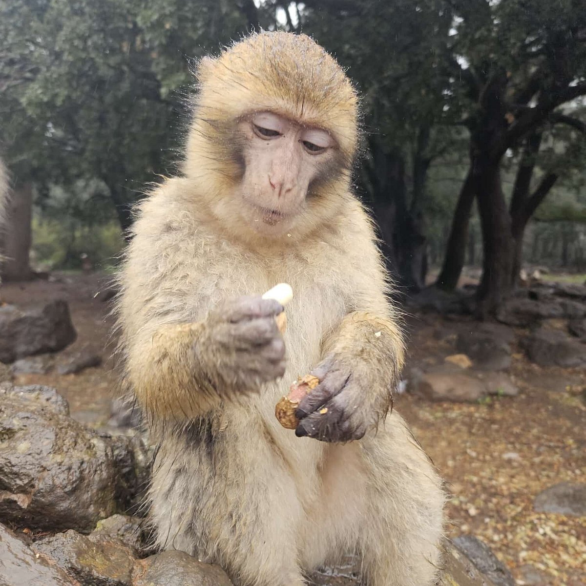 Singe magot dans la forêt de cèdres d'Azrou