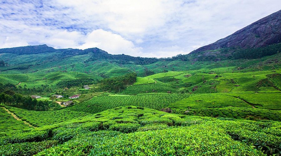 Tea Gardens - All You SHOULD Know Before You Go 2026 (w/ Reviews)