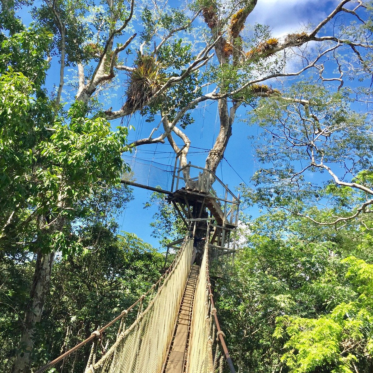 Canopy Walkway