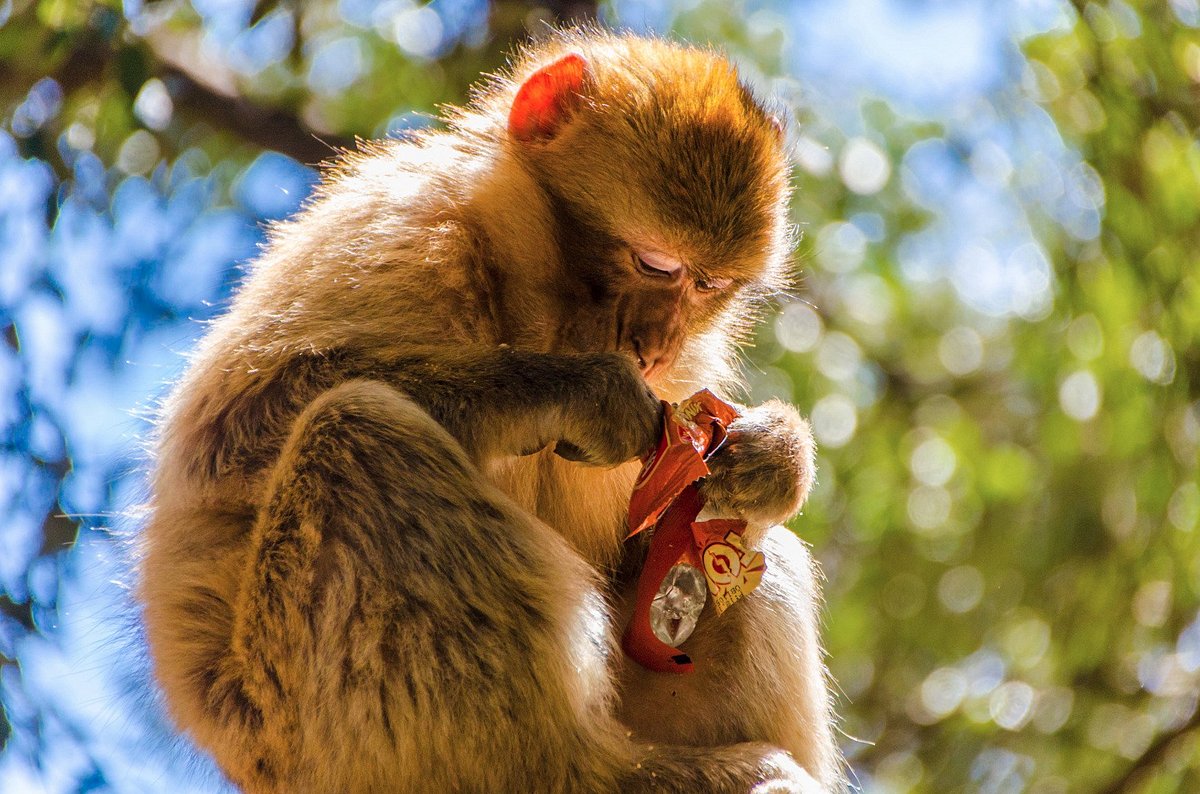 Singe magot mangeant dans la forêt de cèdres