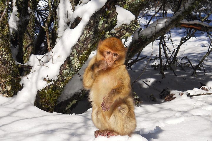 Singe magot dans la neige à Ifrane