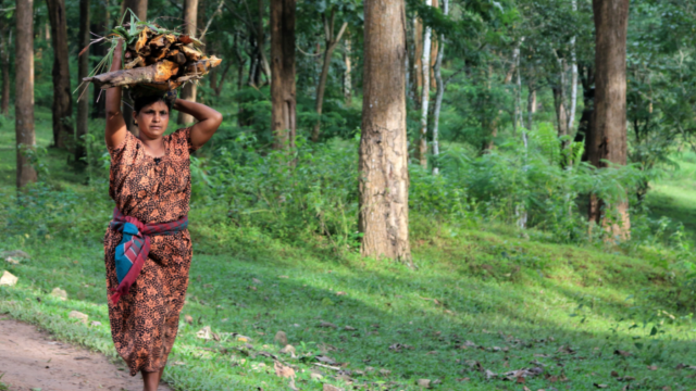 Tribal woman carrying forest produce, sustainable livelihood