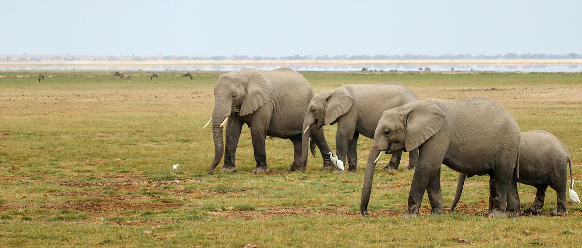 Éléphants