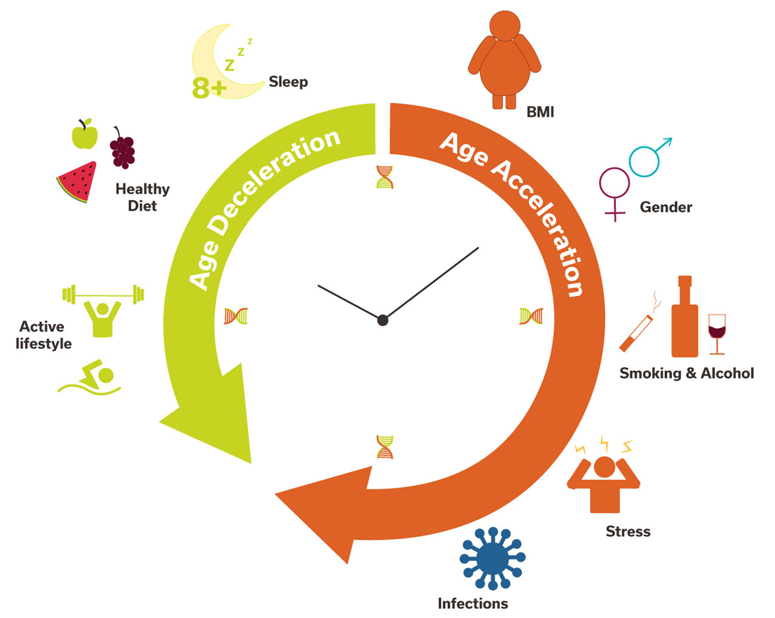 The Epigenetic Clock: DNA Methylation and Aging - Eremid Genomic Services