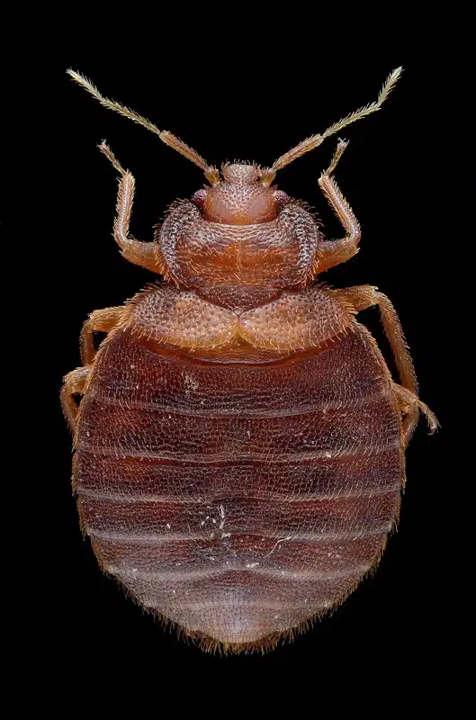 Bed Bug Control