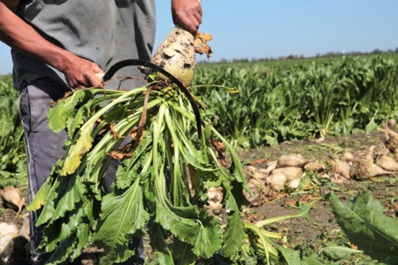 Récolte de betteraves sucrières dans la plaine du Tadla