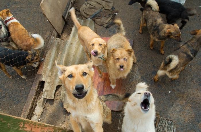 Cães resgatados por ativistas do Festival de Yulin