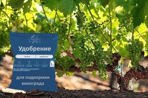 Восстановление виноградника