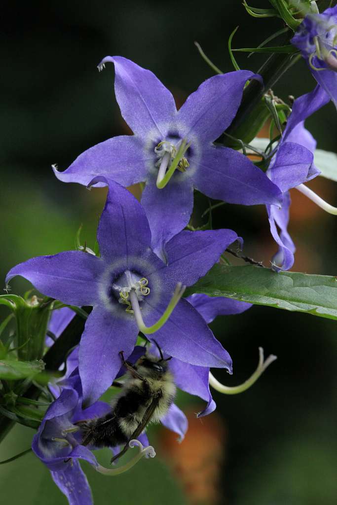 12 Stunning Campanula Varieties 2 Campanula americana flowers with star-shaped petals