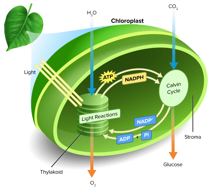 Photosynthesis in Chloroplast