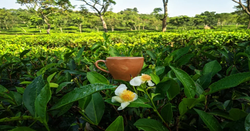 Sylhet Tea Gardens