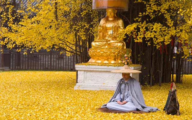 1400 year old ginkgo tree at Gu Guanyin temple with golden leaves and Buddha statue
