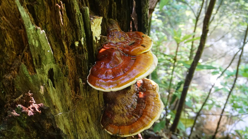 Champignon Reishi rouge-brun sur fond de forêt