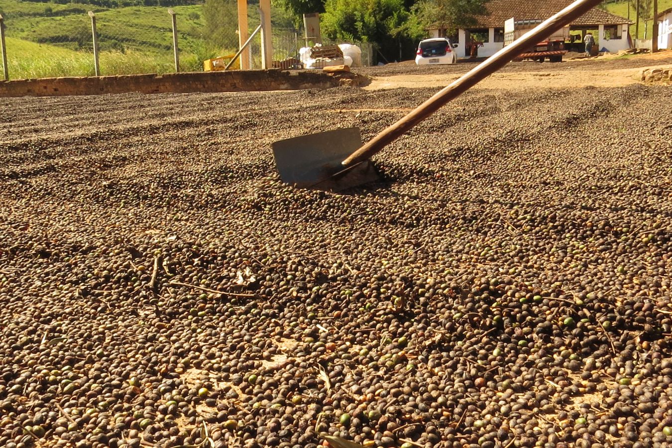 Coffee Drying