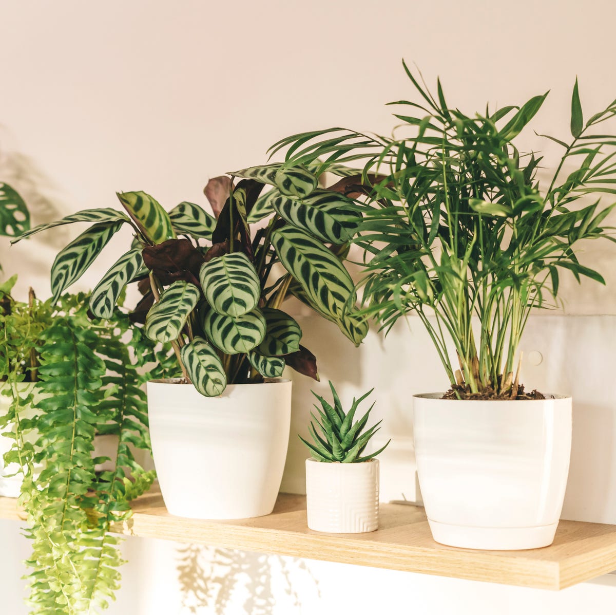 12 Stylish Plants That Will Elevate Your Mood and Aesthetic