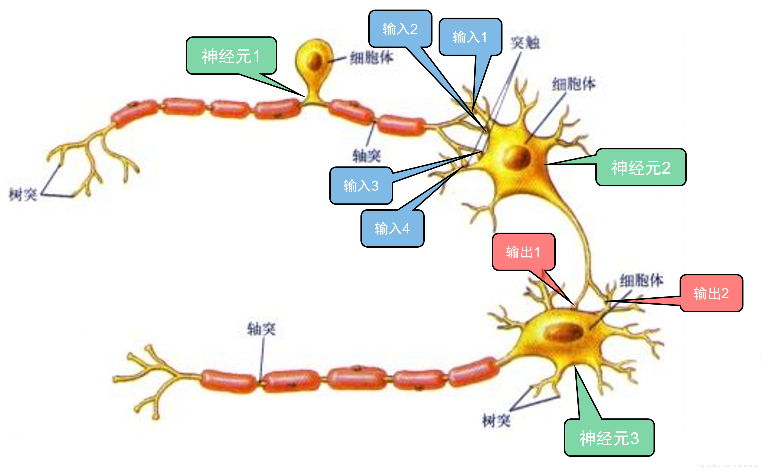 Représentation abstraite d'un cerveau avec des connexions neuronales